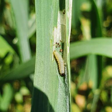 Внимание! Злаковая листовертка