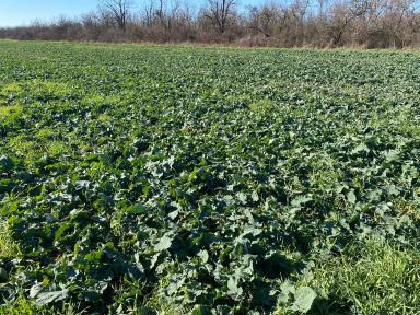 Рапс по технологии MZURI PRO-TILL