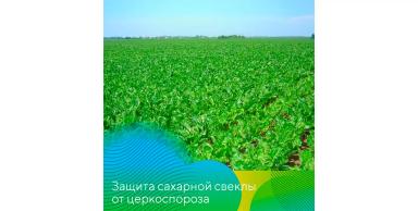 Защита сахарной свеклы от церкоспороза