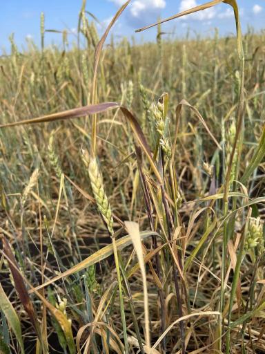 Что за болезнь?