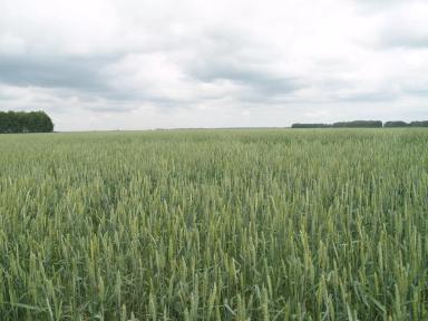 карбамид с сульфатом магния