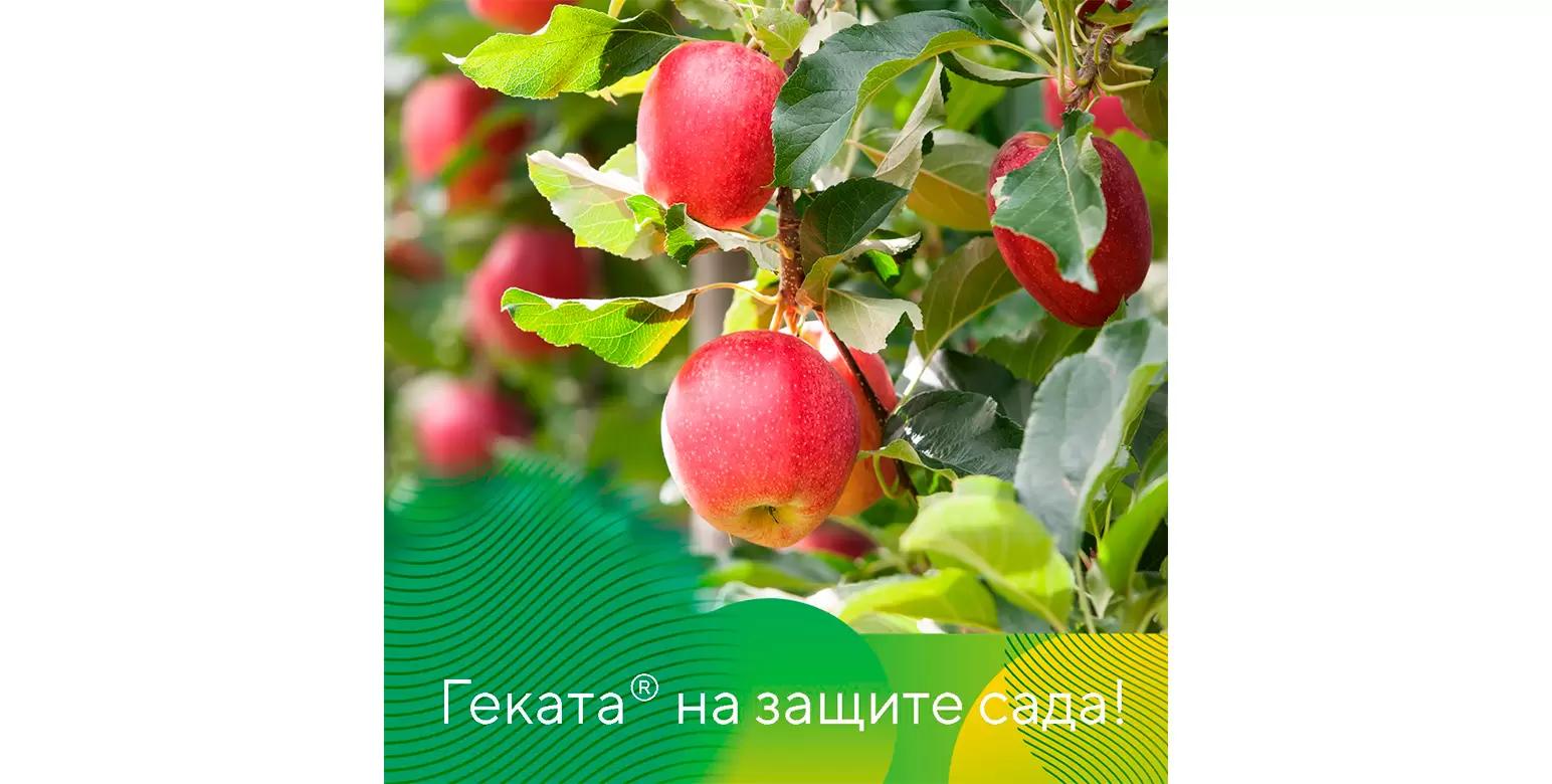 Геката® – защита плодовых деревьев от комплекса болезней