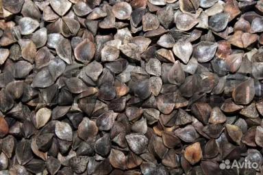 Семена гречихи сорт ЯШЬЛЕК репродукция супер элита