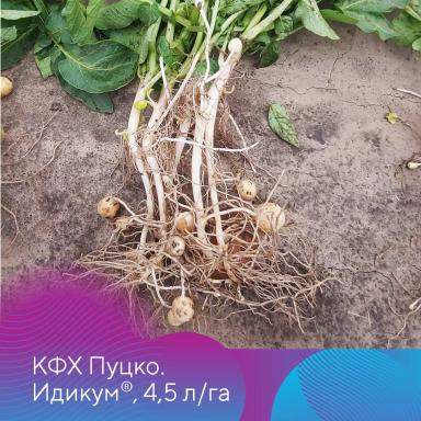 Защита картофеля от ризоктониоза