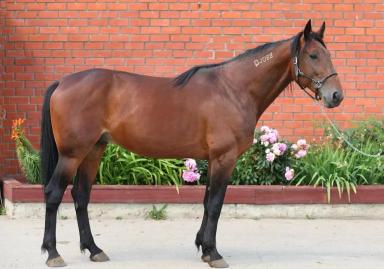 Американская стандартбредная 