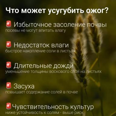 🔥 Топ-ошибок при внесении удобрений: как не навредить урожаю