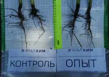 Листовые подкормки продуктами SOLAR NPK micro. Результаты опыта