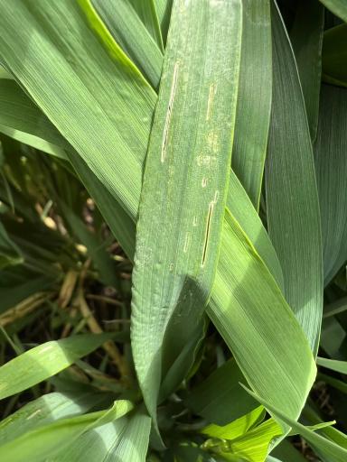 Озимая пшеница, вредитель