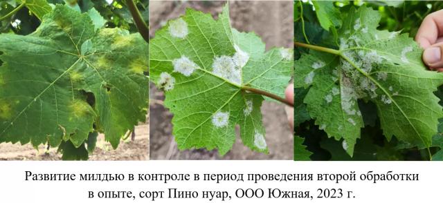 Эффективности фунгицидов против милдью винограда