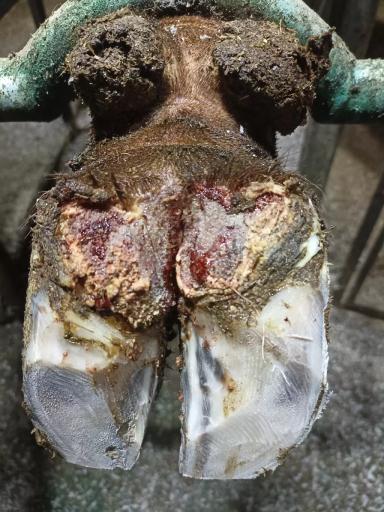 Модификация сформированного копытного рога с применением химических веществ.