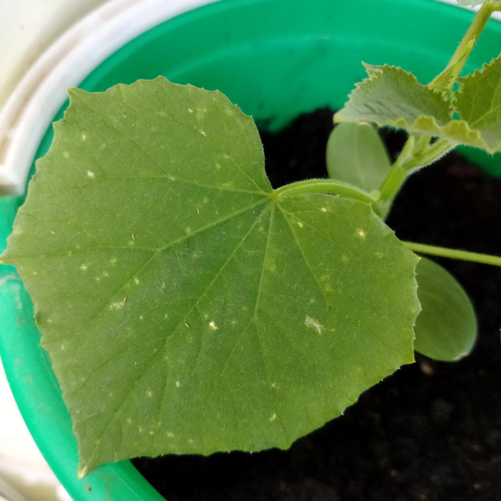 Что с рассадой огурцов?