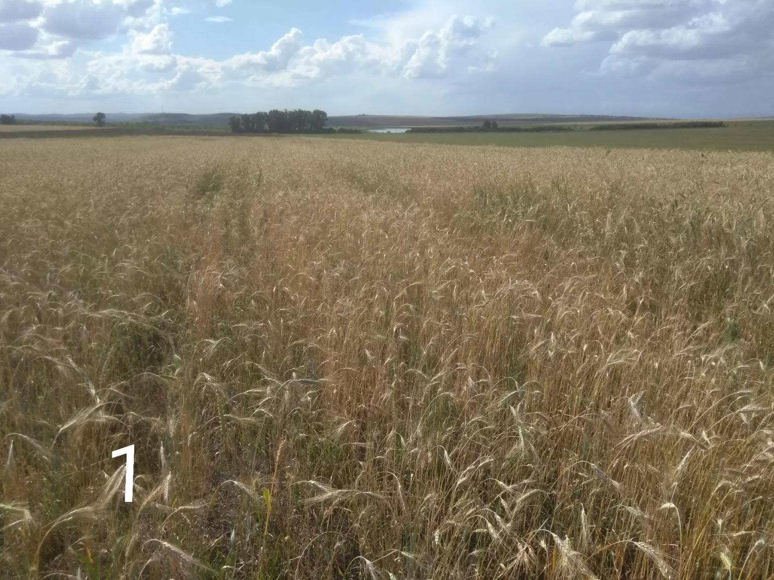 Вести с полей. Яровая тритикале. ч.1