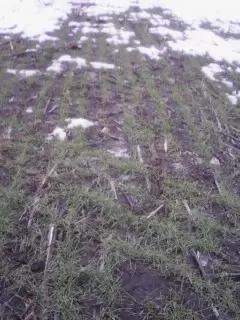 Ваше мнение как специалистов.