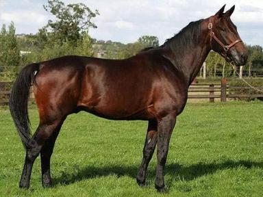 Французская рысистая 