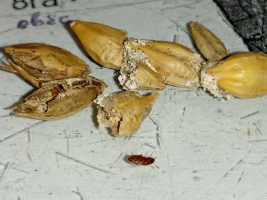 Цвет настроения "рыжий"