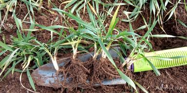 Пшеница озимая 