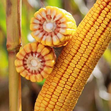 КВС Кашмир - гибрид кукурузы ( Zea mays L.).