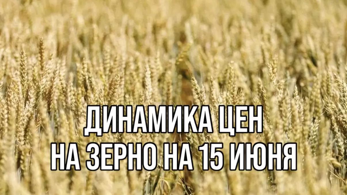 ДИНАМИКА ЦЕН НА ЗЕРНО НА 15 ИЮНЯ