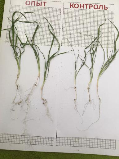 Обработка озимой пшеницы Фуроланом
