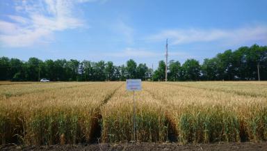 Этнос сорт мягкой озимой пшеницы