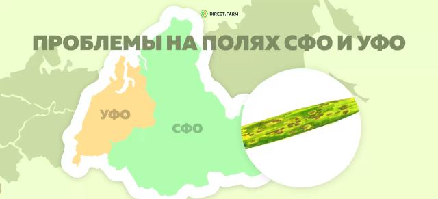 Угроза: Гельминтоспориозные пятнистости