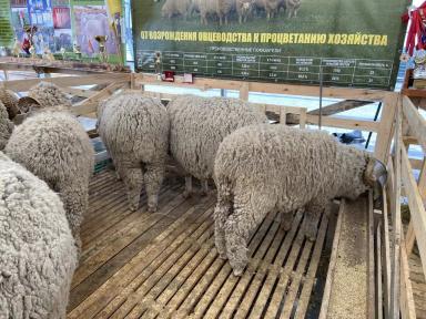 Джалгинский меринос - порода овец