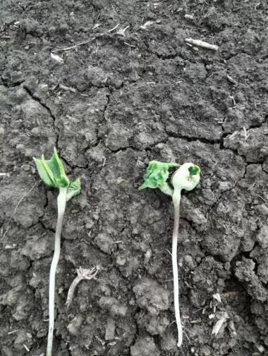 «Рюмочка» на всходах подсолнечника. Почему это произошло?