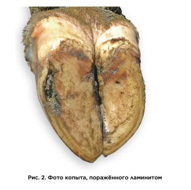 Здоровье копыт и три основные причины хромоты. Ламинит