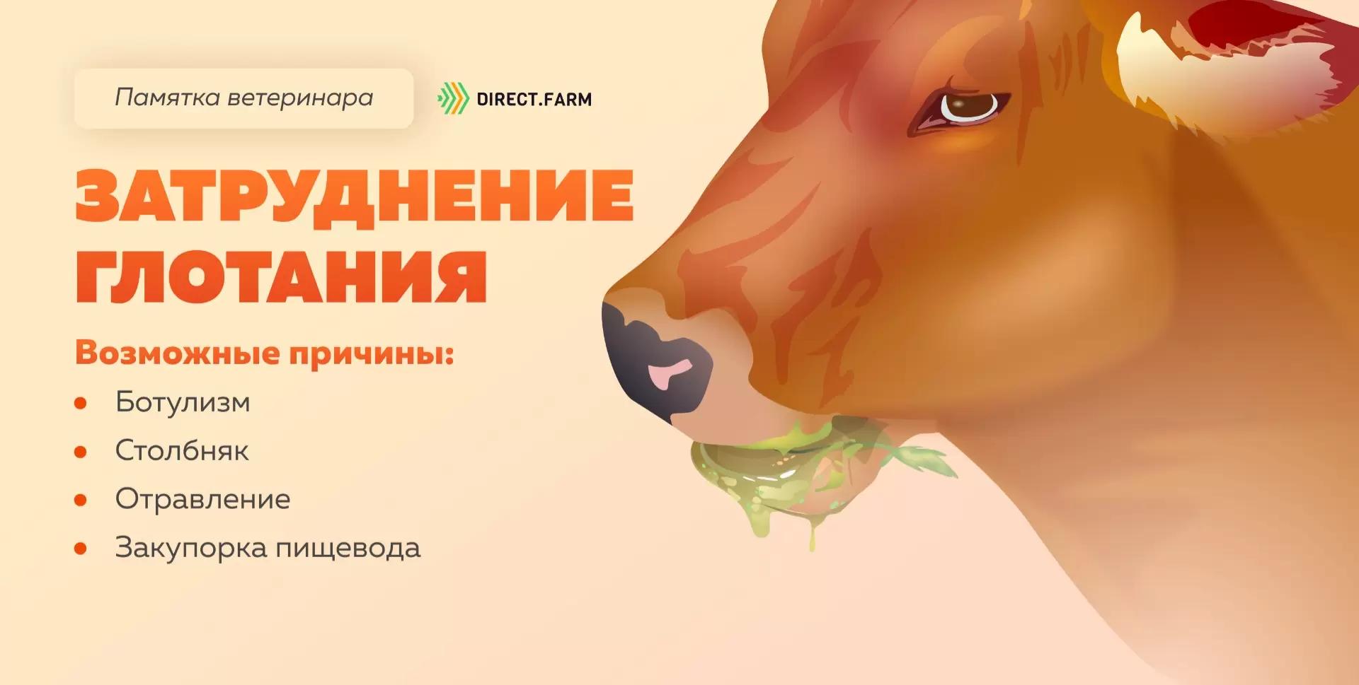 Памятка ветеринара: затруднение глотания у коров