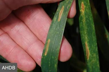 Септориоз озимой пшеницы