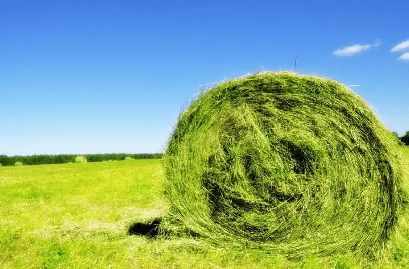 Да,и  большой урожай тоже может быть проблемой.Суданская трава в 3 метра