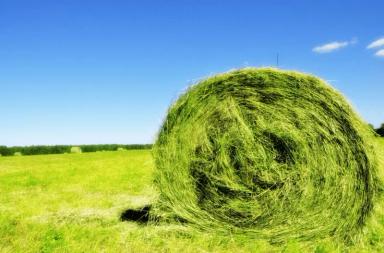 Да,и  большой урожай тоже может быть проблемой.Суданская трава в 3 метра