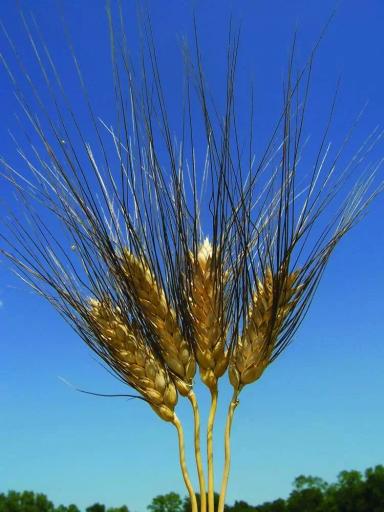 Рустикано (RUSTICANO)