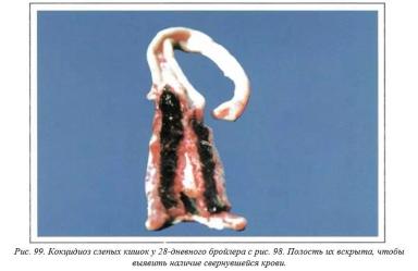 Вегад - Атлас болезней птицы. Ч. 20. Кокцидиоз