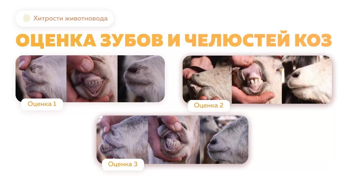 Визуальная оценка коз: зубы и челюсти