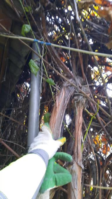 Опыт осенней омолаживающей обрезки винограда методом "на обратный рост"