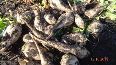 Сравнение гибридов сахарной свеклы