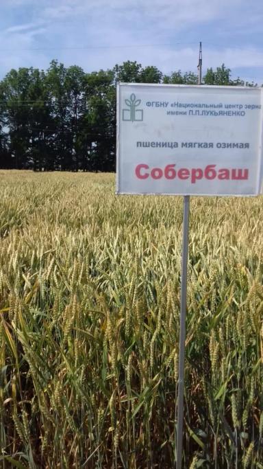 Собербаш сорт мягкой озимой пшеницы
