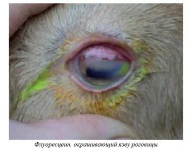 Харвуд – "Ветеринарное руководство по здоровью и благополучию коз". Гл. 15