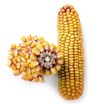 ЗОЛОТОЙ ПОЧАТОК 153 МВ - гибрид кукурузы ( Zea mays L.).