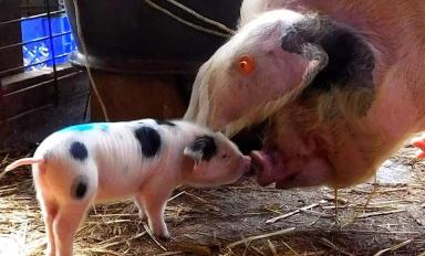 Глостерширская пятнистая – порода свиней