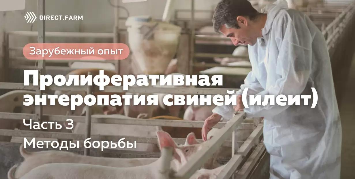 Пролиферативная энтеропатия свиней (илеит). Часть 3. Методы борьбы
