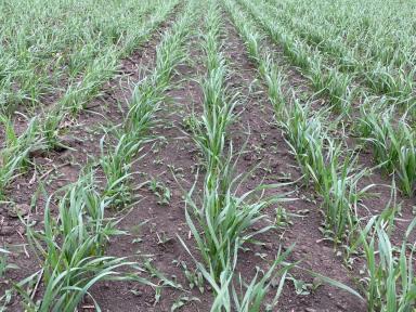 Вопросы из чатов: подкормка яровой пшеницы.