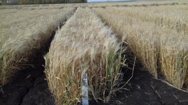 Нургуш (сорт ярового многорядного ячменя)