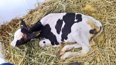 Диарея телят