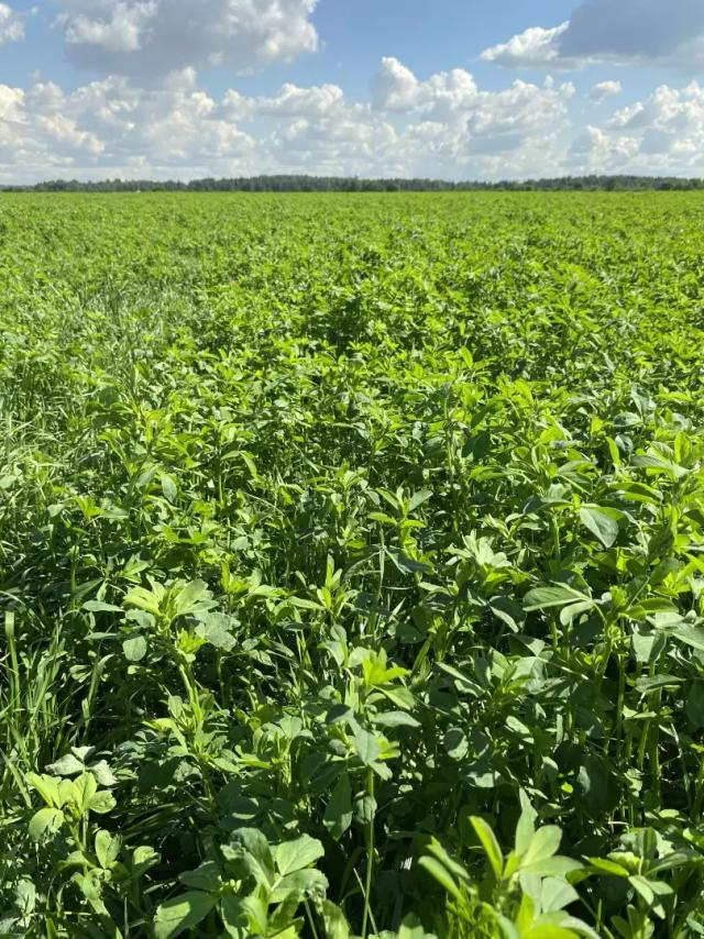 Качественный корм - качественная продукция🌱🐄🐃