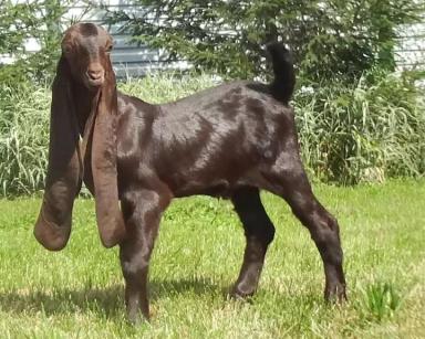 Камори - порода коз