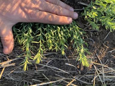 Фитотоксичность на льне от использования гербицидов