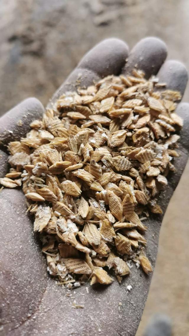 Плющилки для влажного и сухого зерна. Прекрасная альтернатива дроблению.