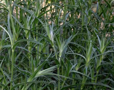 Куколь посевной, обыкновенный